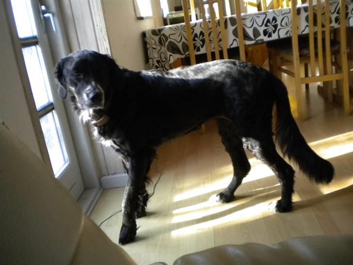 Blanding af racer Troja  - Ser jeg ikke bare sød ud...  05-03-10 billede 5