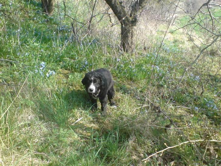 Blanding af racer Troja  - Nyt: Busted ingen fred til at komme af med noget... 12-04-09 billede 6