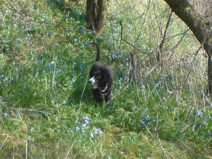 Blanding af racer Troja  - Nyt: Titte bøøh    12-04-09 billede 7