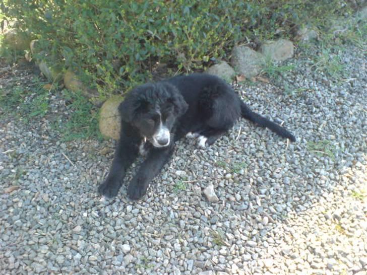 Blanding af racer Troja  - Nyt: Dejligt med noget skygge... 12-04-09 billede 9