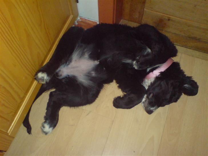 Blanding af racer Troja  - Nyt: billede 10