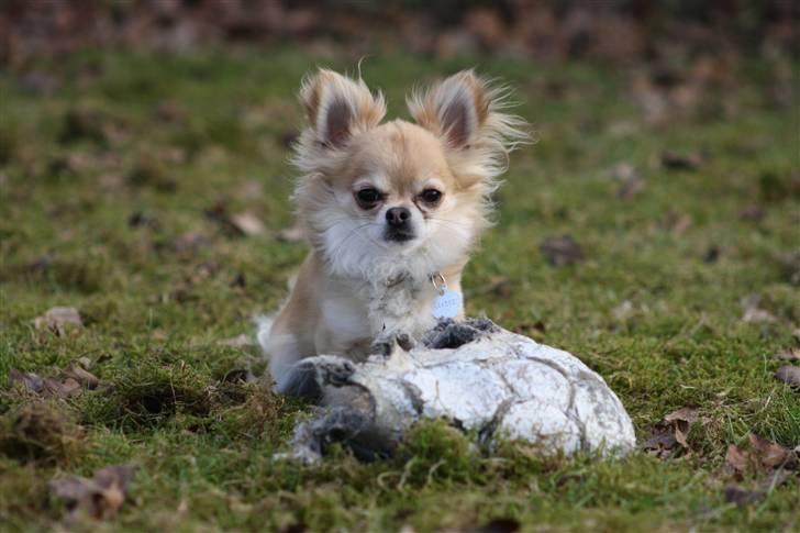 Chihuahua Dusty - dusty med hans "bold" billede 13