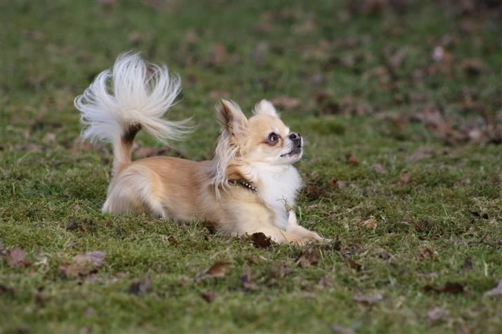 Chihuahua Dusty - dusty venter på at bolden bliver kastet billede 14