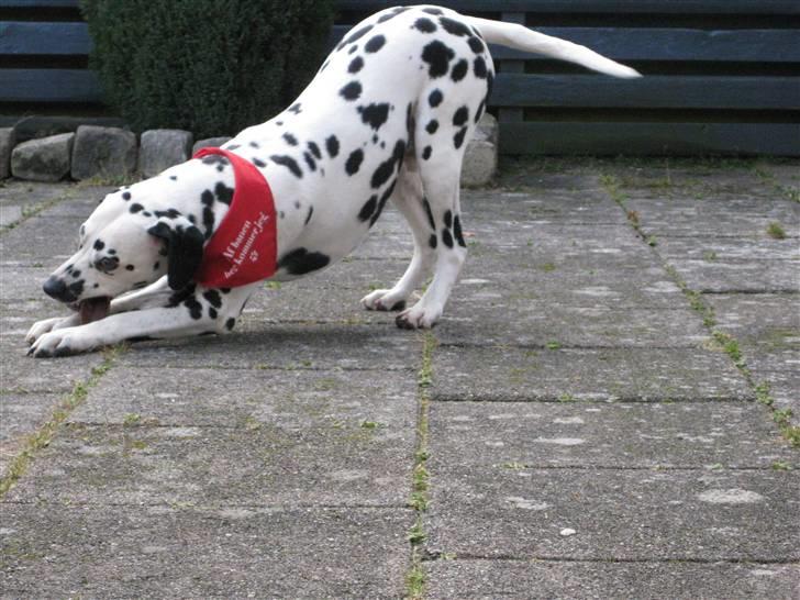 Dalmatiner Lucky billede 7