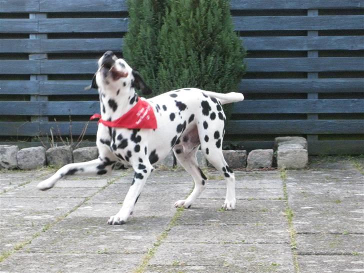 Dalmatiner Lucky billede 8