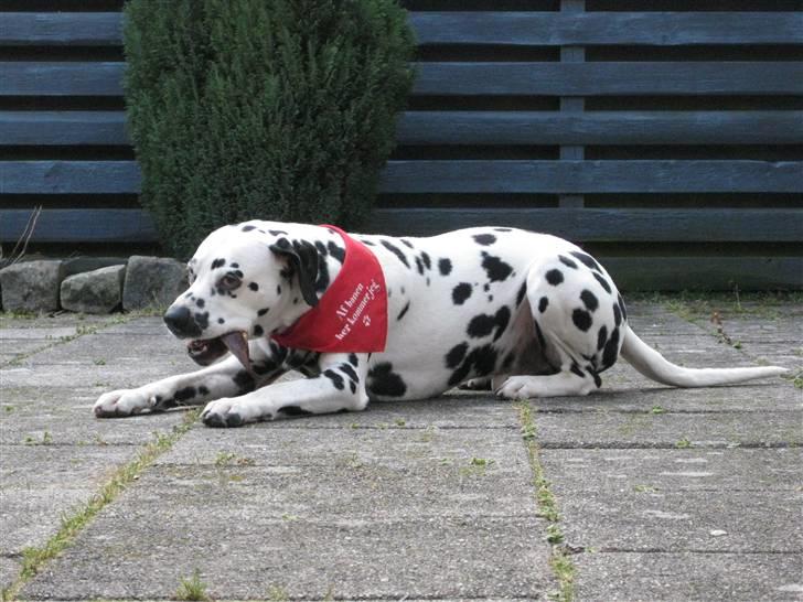 Dalmatiner Lucky billede 9