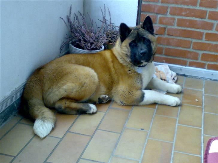 American Akita Brooklyn billede 1