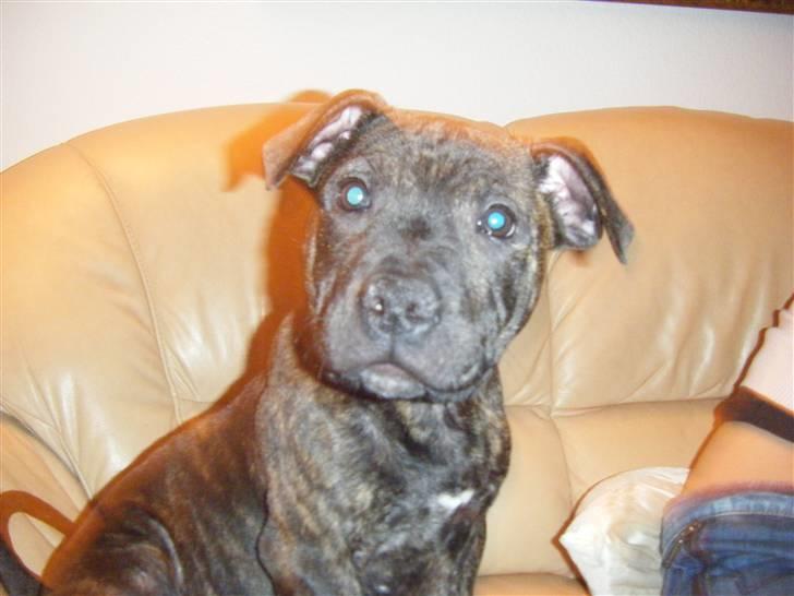 Staffordshire bull terrier Batman billede 1