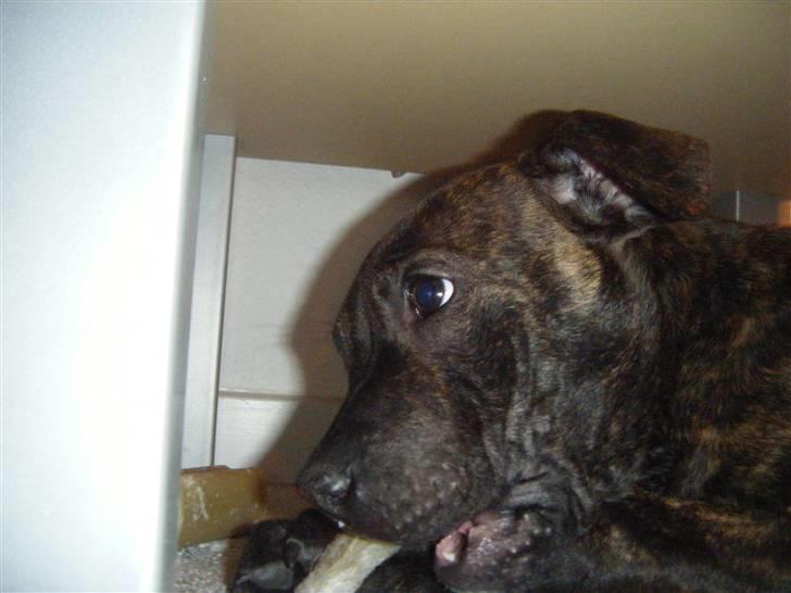 Staffordshire bull terrier Batman billede 2