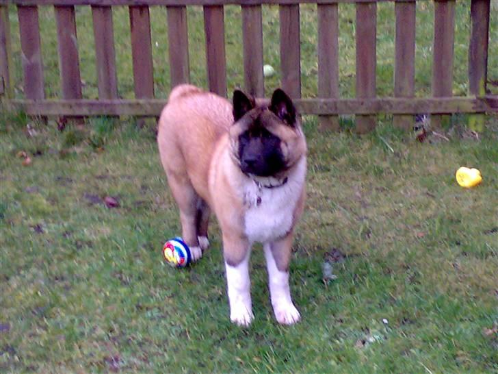 American Akita Brooklyn billede 2