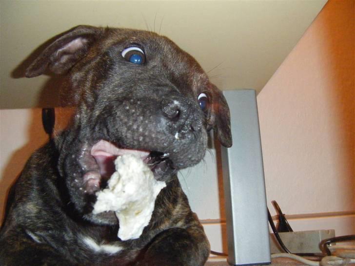 Staffordshire bull terrier Batman billede 3