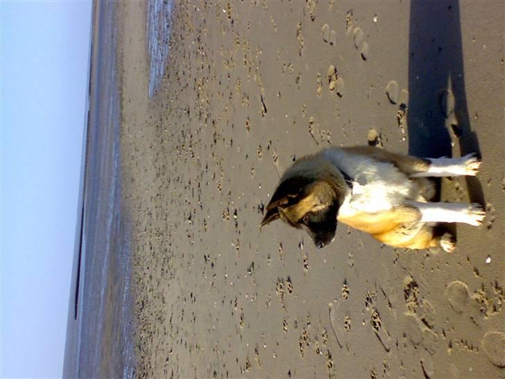 American Akita Brooklyn billede 3