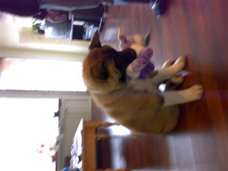 American Akita Brooklyn billede 4