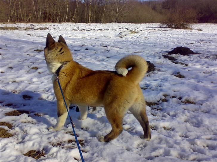 American Akita Brooklyn billede 5