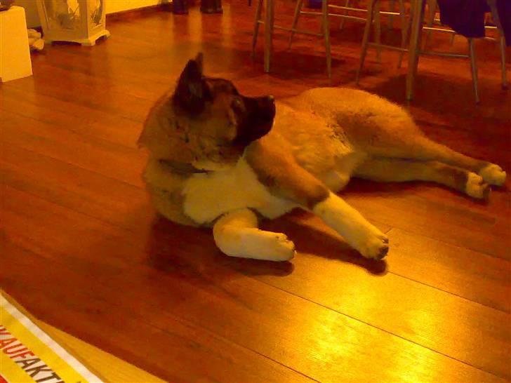 American Akita Brooklyn billede 6