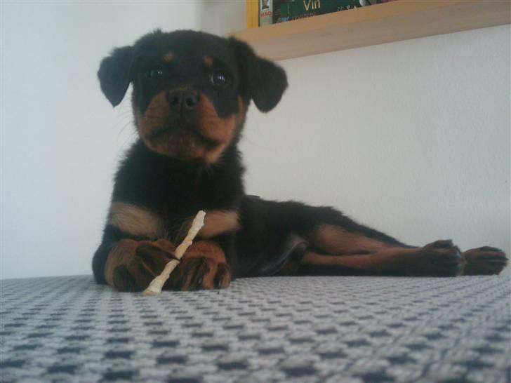 Rottweiler Biggi Smalls billede 1