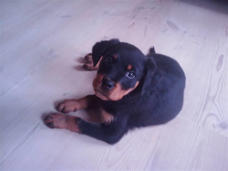 Rottweiler Biggi Smalls billede 2