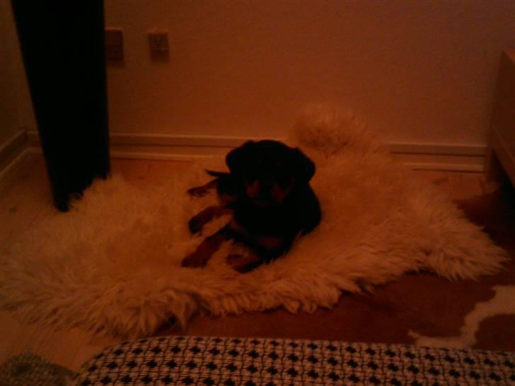 Rottweiler Biggi Smalls billede 3