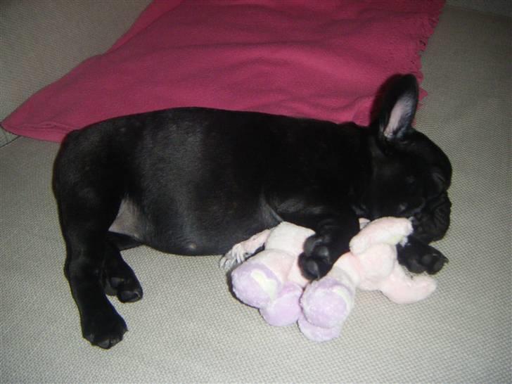 Fransk bulldog Valfers de Anna (Berta) billede 14