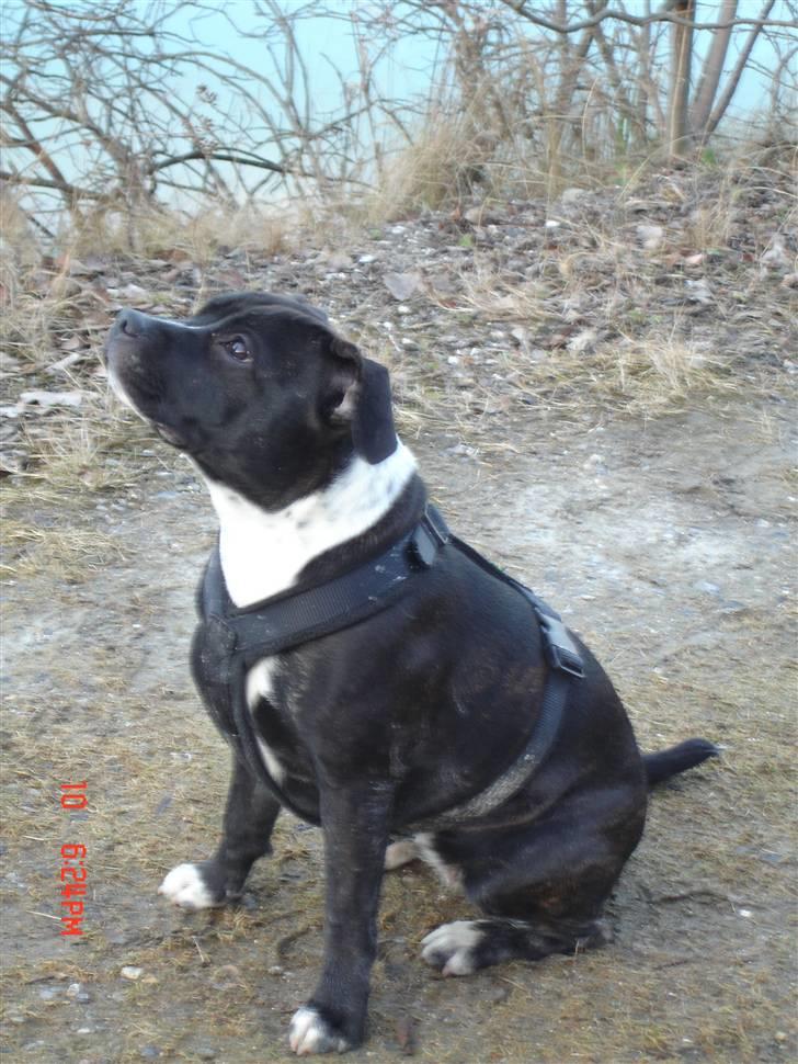 Staffordshire bull terrier Olivia - Gi´ mig nu den godbid ... billede 1
