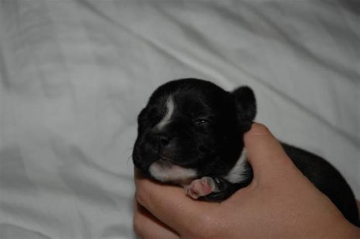 Staffordshire bull terrier Olivia billede 2