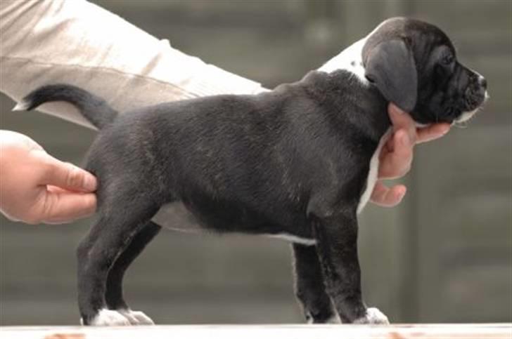 Staffordshire bull terrier Olivia billede 3