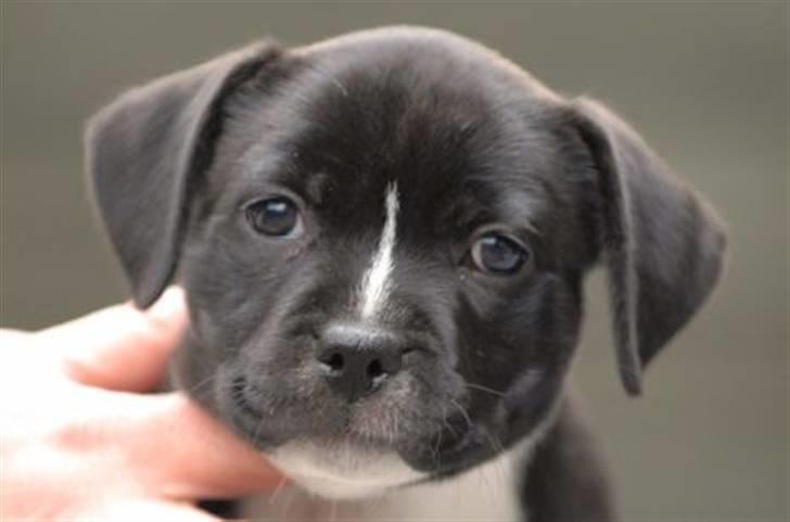 Staffordshire bull terrier Olivia billede 4