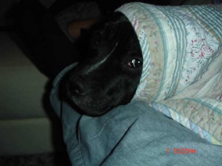 Staffordshire bull terrier Olivia - Elsker at ligge og putte under dynen eller tæppet :) billede 5