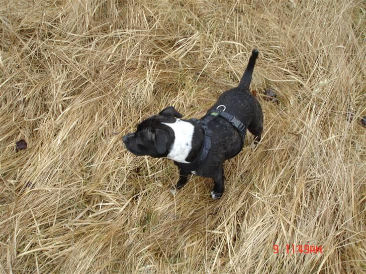 Staffordshire bull terrier Olivia billede 6