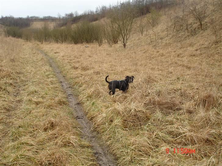 Staffordshire bull terrier Olivia - Hedeland er bare det bedste - elsker det! billede 7