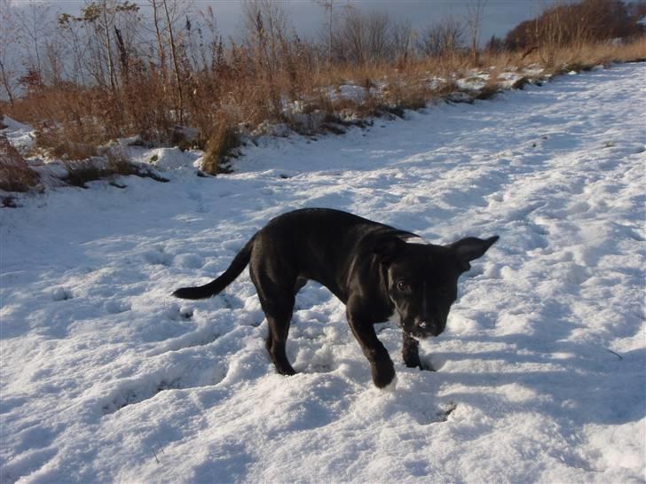 Staffordshire bull terrier Olivia billede 8