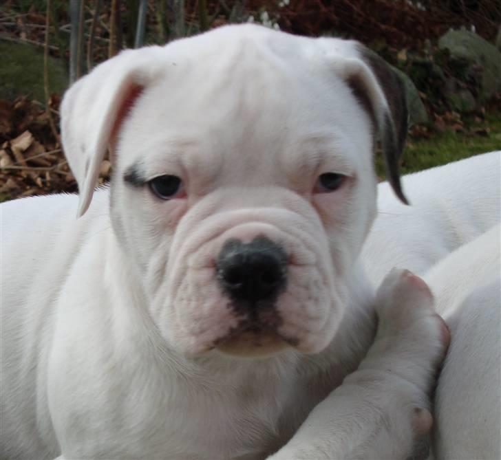 Amerikansk bulldog Kong Carnes Hassan aka  billede 10