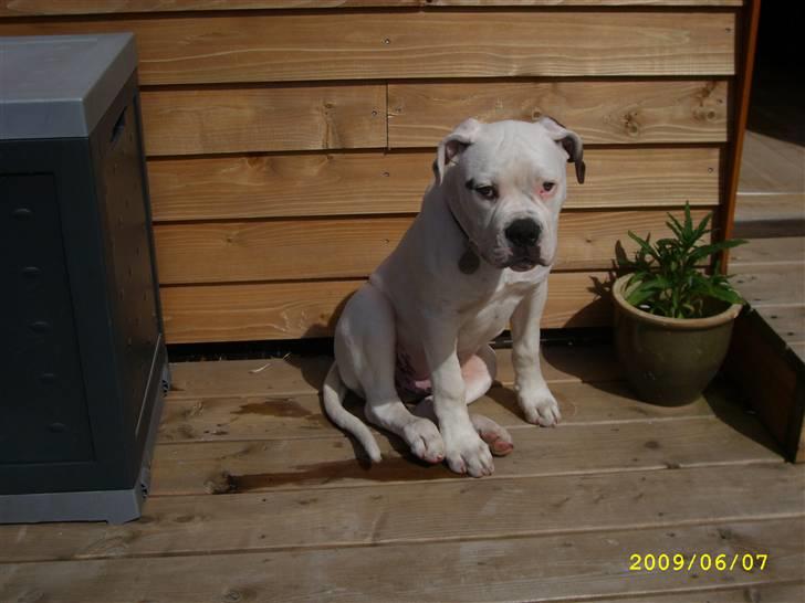 Amerikansk bulldog Kong Carnes Hassan aka  billede 11
