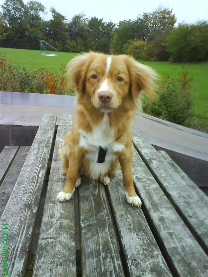 Nova scotia duck tolling retriever rufus billede 3