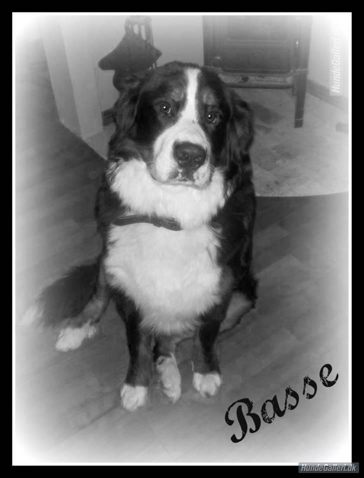 Berner sennenhund Basse H billede 12