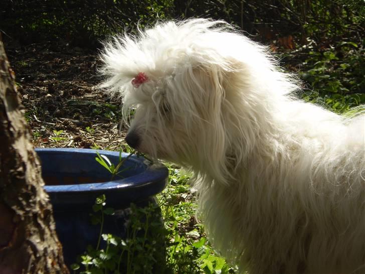 Coton de tulear Silke - #14 Det var dog en usansynlig smuk krukke! Foto : Mig billede 14