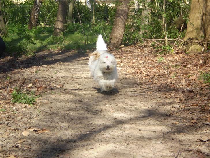 Coton de tulear Silke - #15 Her kommer jeg.. WUUUUMM...! Foto : Mig billede 15