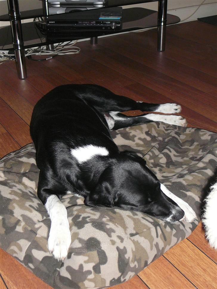 Blanding af racer Basse - Flad ud..... billede 1