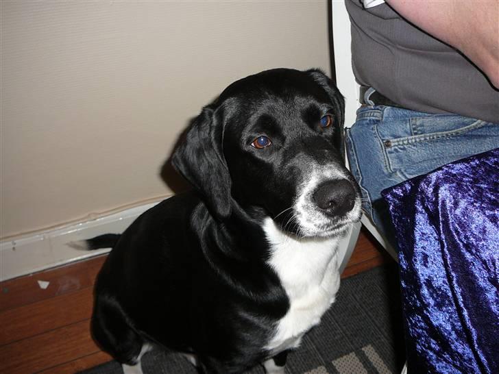 Blanding af racer Basse - Jeg tikker ikke.... jeg kigger bare.... billede 2