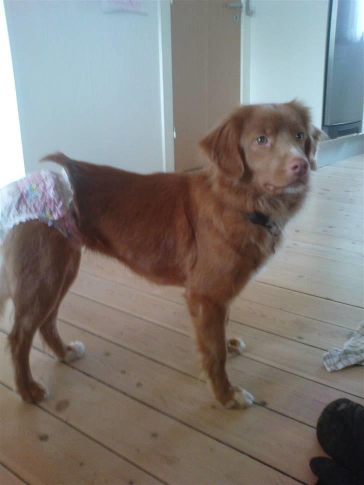 Nova scotia duck tolling retriever stalkers beauty (himmelhund) billede 1