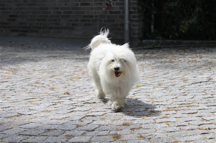 Coton de tulear Silke - #16 Okey okey, jeg skal nok kommer nu hvor du lokker ;D Foto : Mig billede 16