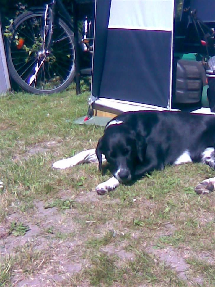 Blanding af racer Basse - Elaker at være på camping...  billede 3