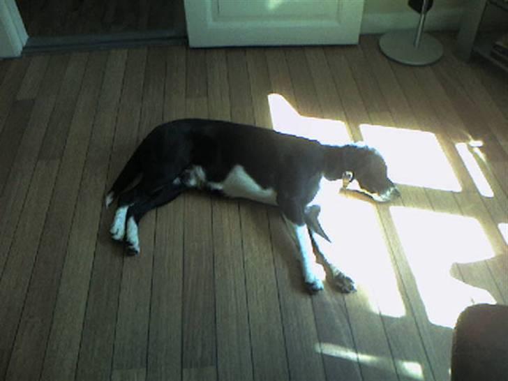 Blanding af racer Basse billede 4