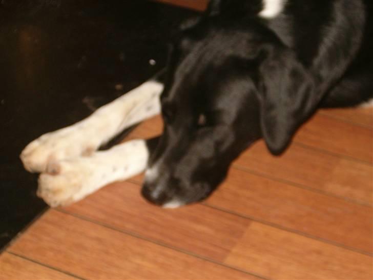 Blanding af racer Basse billede 5