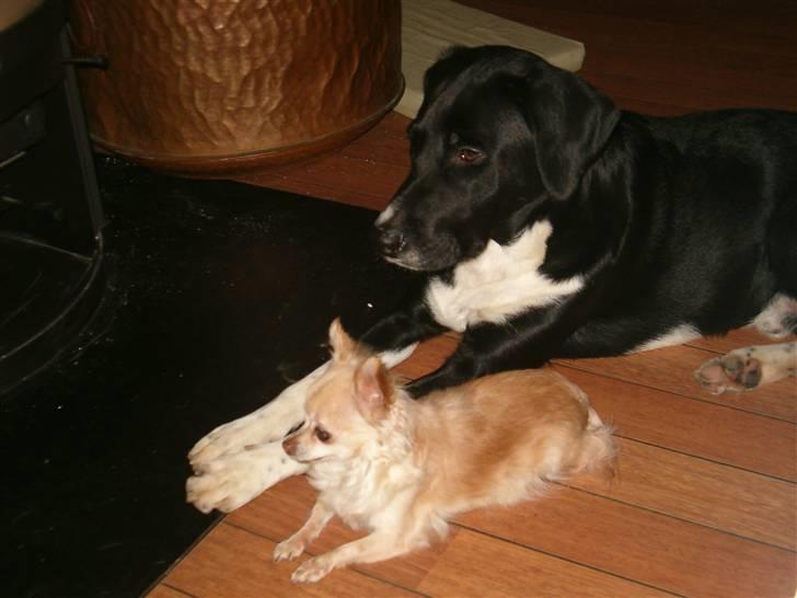 Blanding af racer Basse - der er dejligt foran brændeovnen.. billede 6