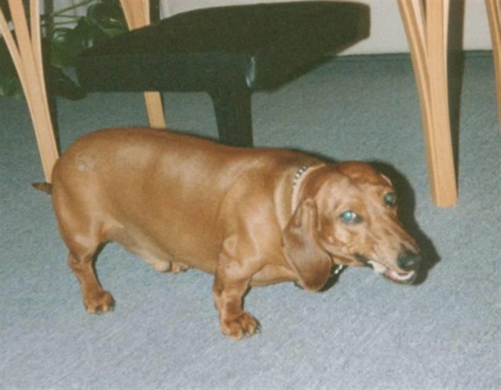 Gravhund Paw billede 5