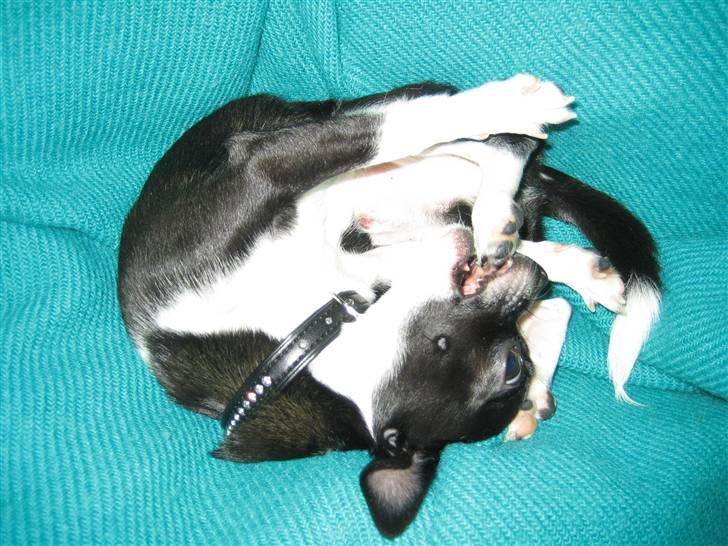 Chihuahua Pelle - Kluddermutter! billede 18