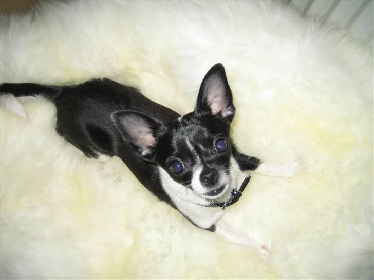 Chihuahua Pelle billede 19