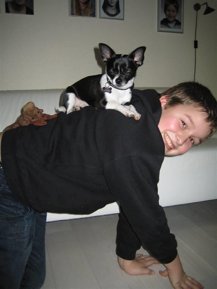 Chihuahua Pelle - Jeg flytter mig ikke!! billede 20