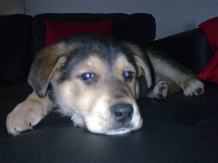 Blanding af racer Bailey billede 5